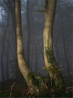 Caption Text
