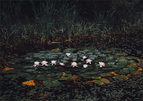 Caption Text